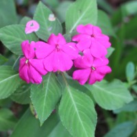 Impatiens walleriana Hook.f.